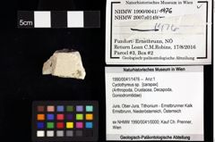 Foto (Objket + Etiketten) von Goniodromites sp. 